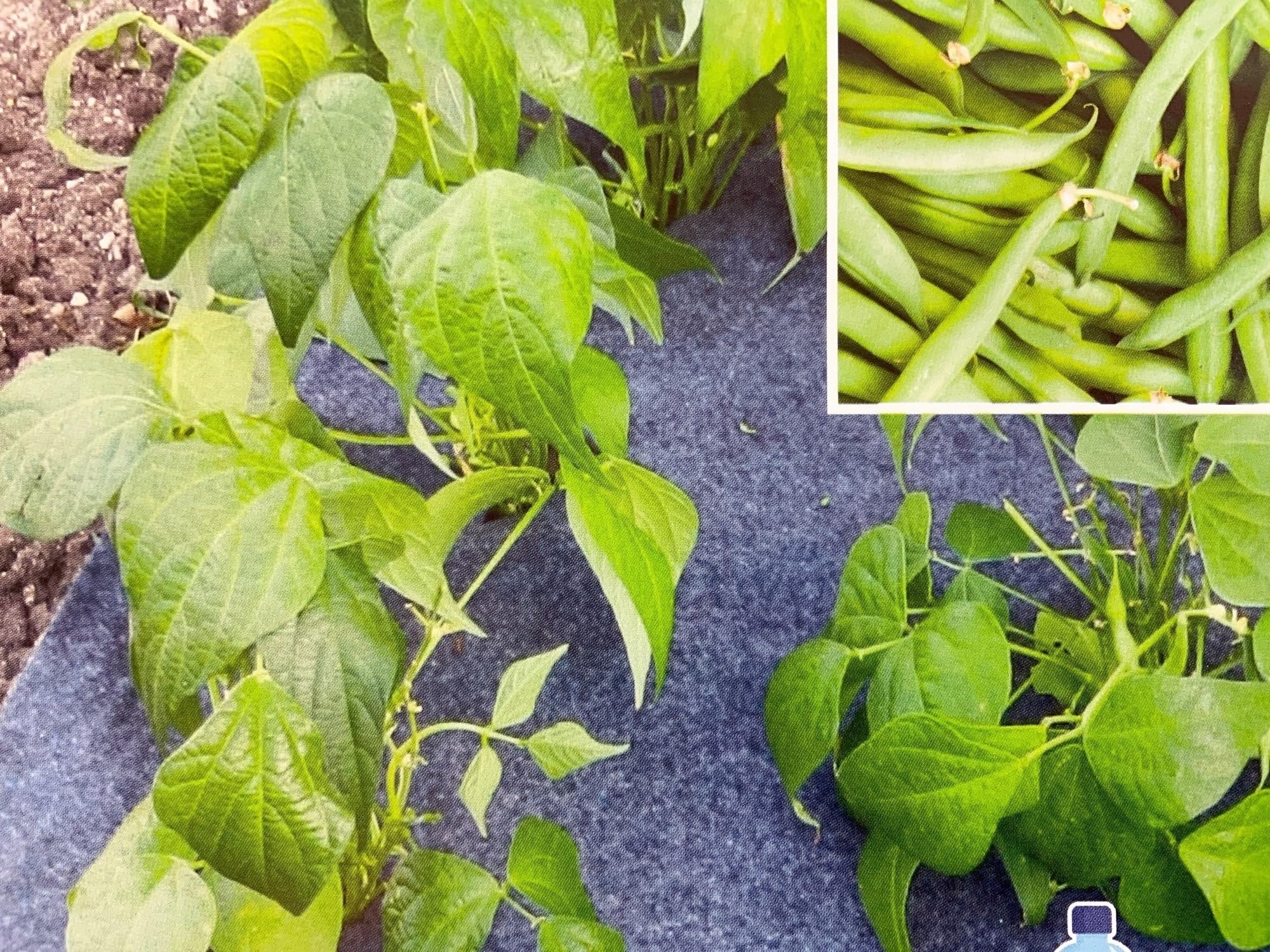 kibros-jardinage-kit-culture-salades-haricots-feutre-5x0-6m-38-trous image 6