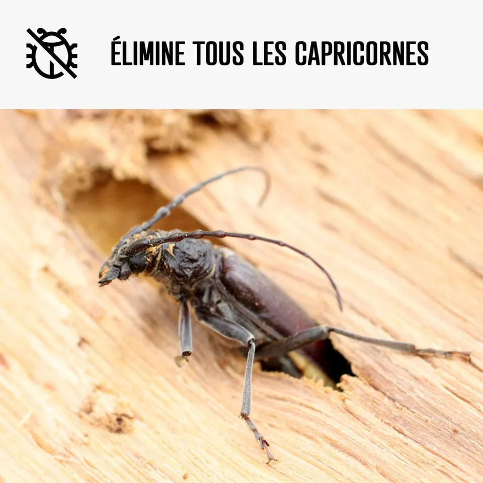 arcane-arcabois-traitement-capricorne-bois-20l-sans-propiconazole image 1